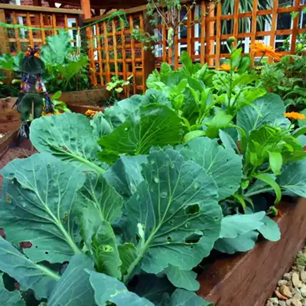 Sensory Gardens