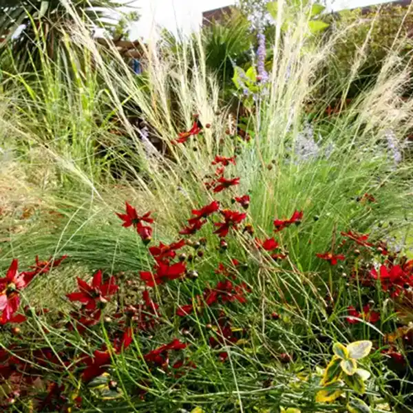 Wild Flowers