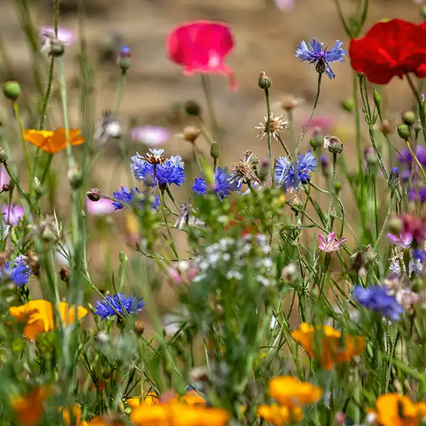 Wild Flowers